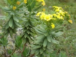 Euryops tysonii flowerheads, leaves and stems